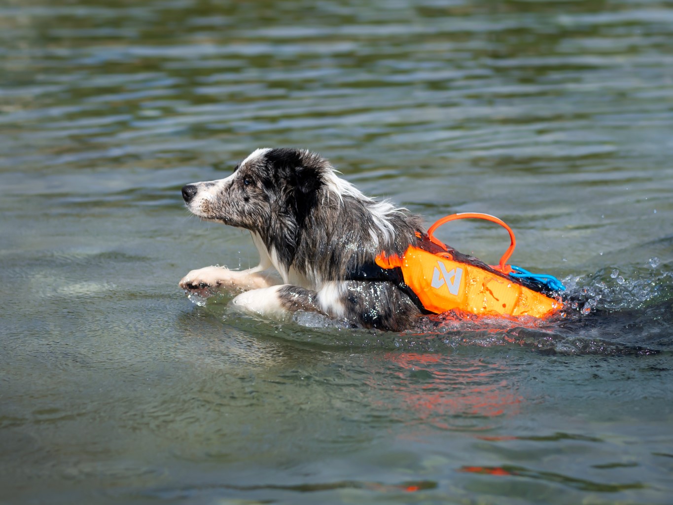 plovaci-vesta-pro psa-non-stop-dogwear-life-jacket